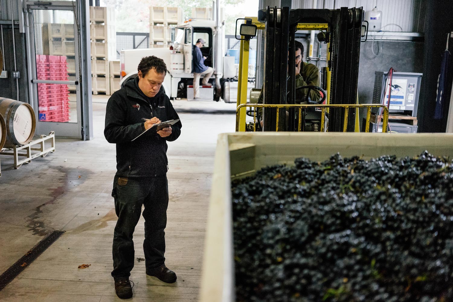 checking the grapes in the boxes