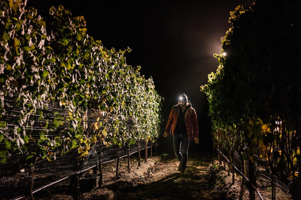 worker in the vineyard at night