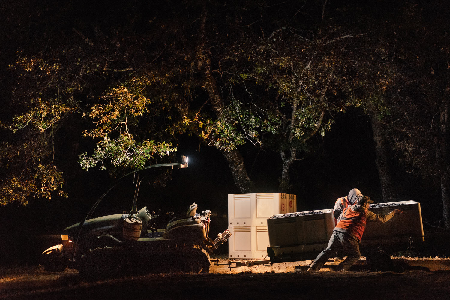 workers harvesting grapes at night