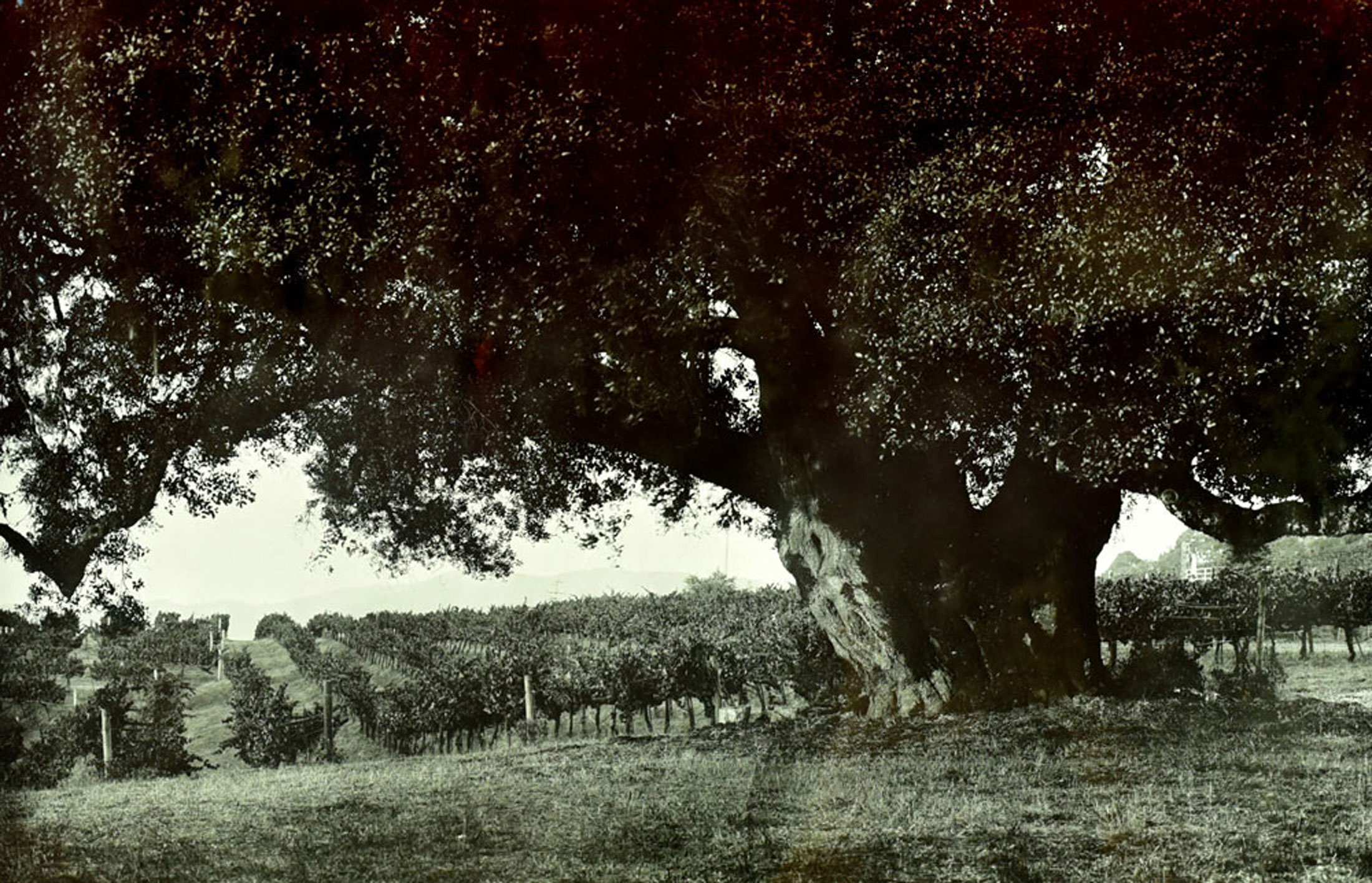 Cerise old oak in a vineyard