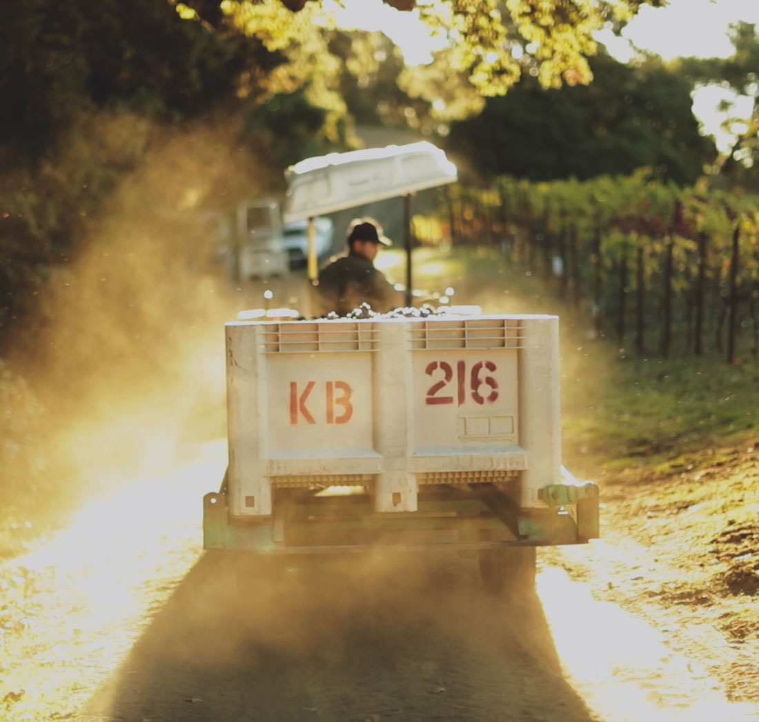 Kosta Browne harvest time in the vineyard