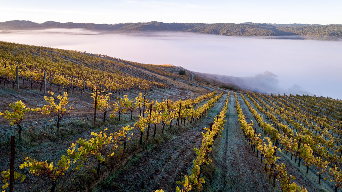 Cerise Vineyards above the fog