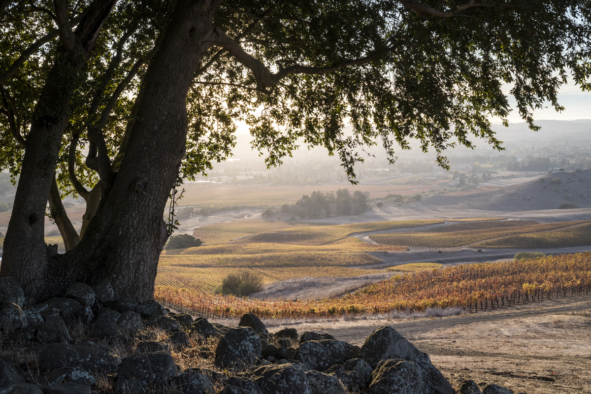 Gap's Crown Vineyard in fall