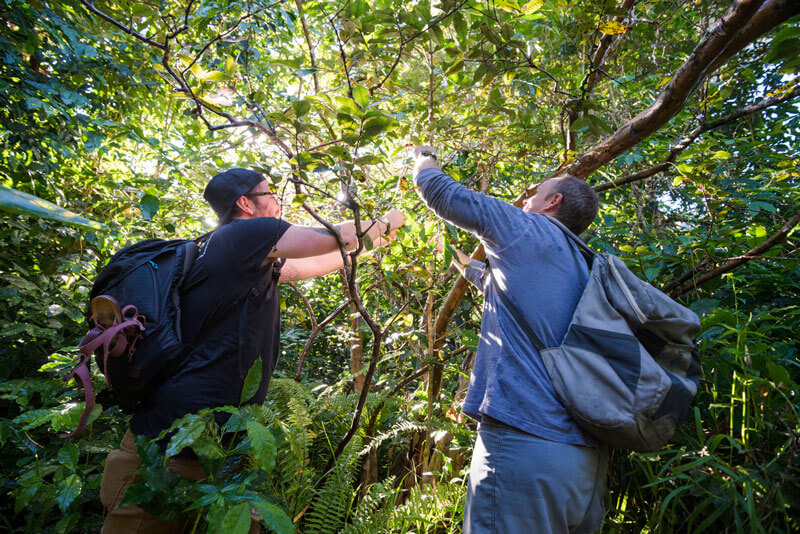 After picking coffee beans and guava in Maui’s sun-drenched tropical forest, Chef Mike takes Nico to his favorite rocky ocean outcropping to hunt for rare Opihi shellfish.