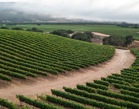 Kosta Browne Winery - Sonoma County - premium wines - handcrafted production - Pinot Noir - Chardonnay - artisanal winemaking - elegant flavors - distinctive terroir