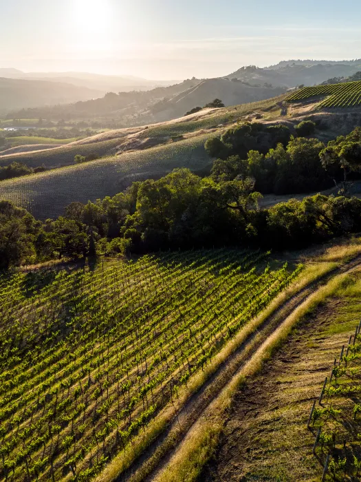 Cerise Vineyard<br>Chardonnay