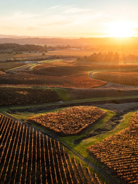 Gap’s Crown Vineyard<br>Pinot Noir