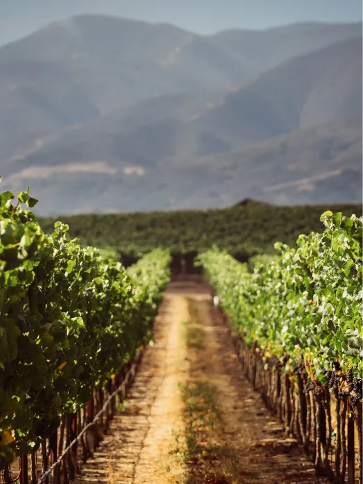 Garys’ Vineyard<br>Pinot Noir