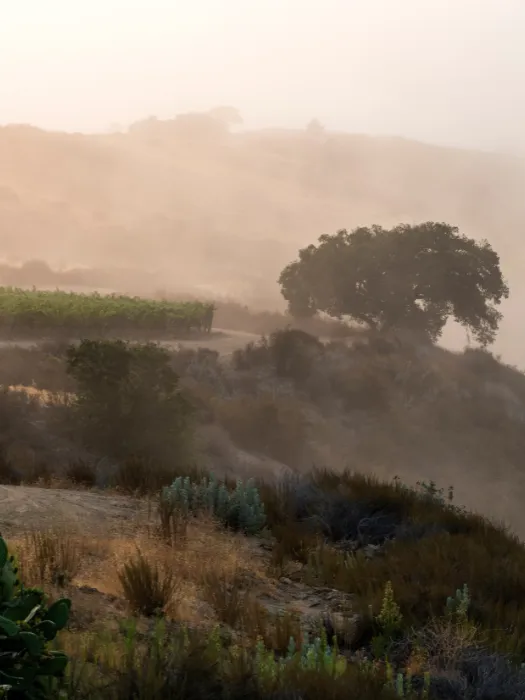 SANTA LUCIA HIGHLANDS<br>PINOT NOIR