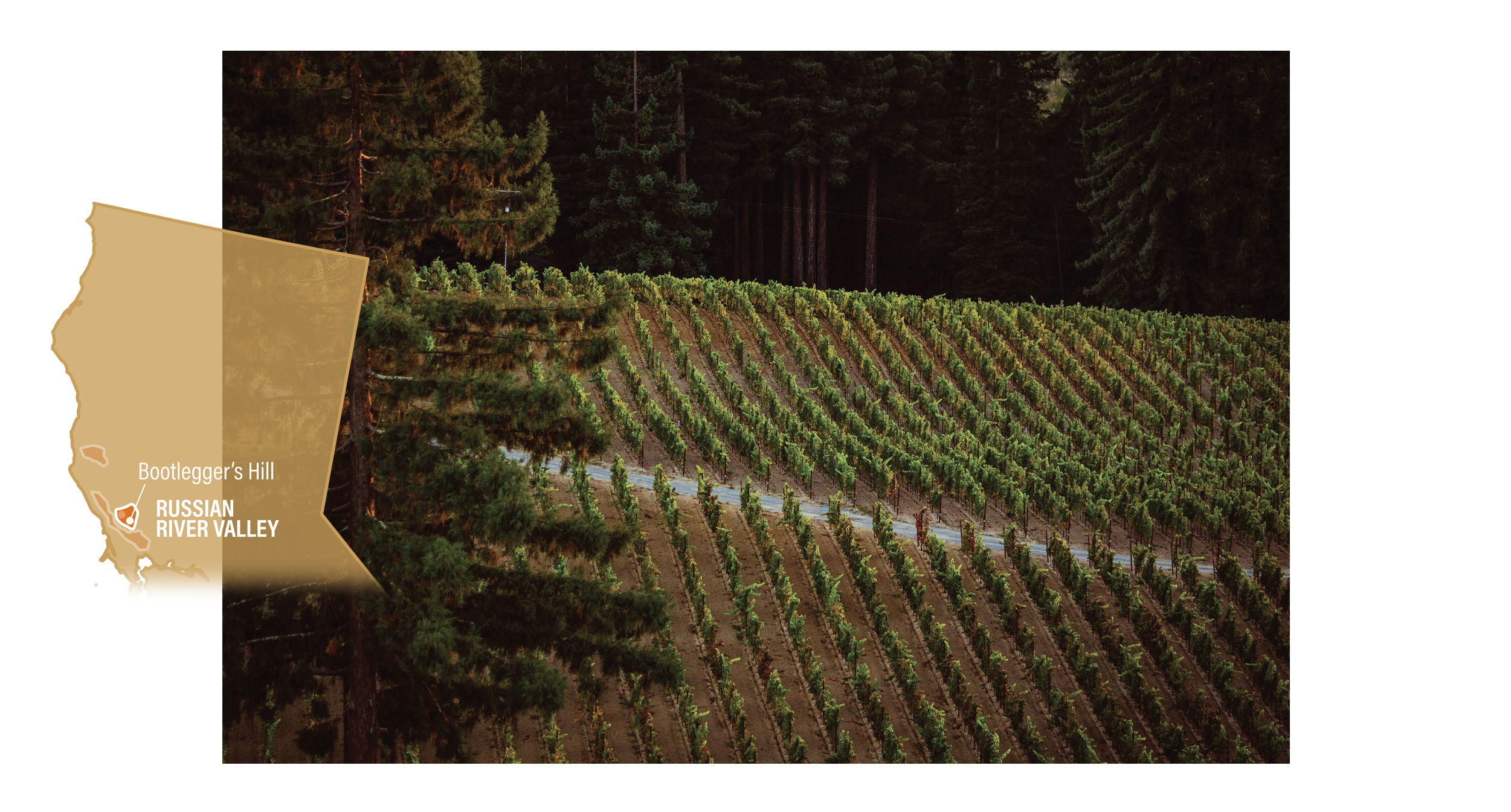 bootleggers-hill - Kosta Browne - Prestigious California winery – dedicated to crafting world-class Pinot Noir and Chardonnay – celebrated for its artistry, precision, and bold flavors.