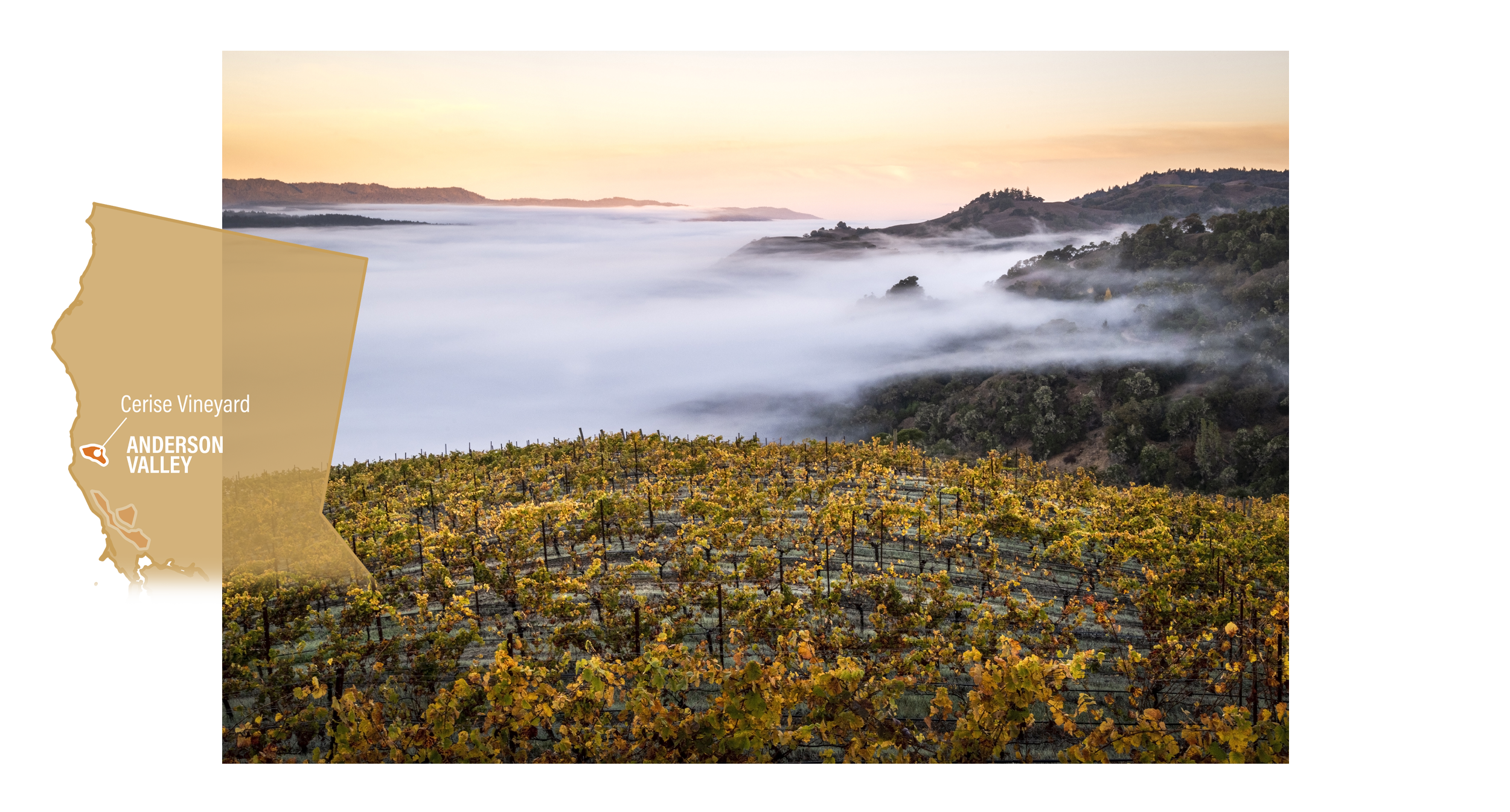 cerise-vineyard - Kosta Browne - Prestigious California winery – dedicated to crafting world-class Pinot Noir and Chardonnay – celebrated for its artistry, precision, and bold flavors.