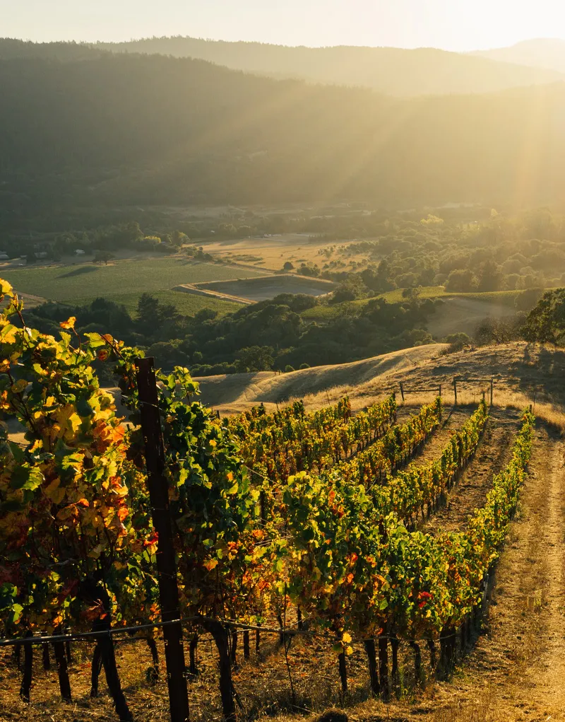 Kosta Browne - Prestigious California winery – dedicated to crafting world-class Pinot Noir and Chardonnay – celebrated for its artistry, precision, and bold flavors.